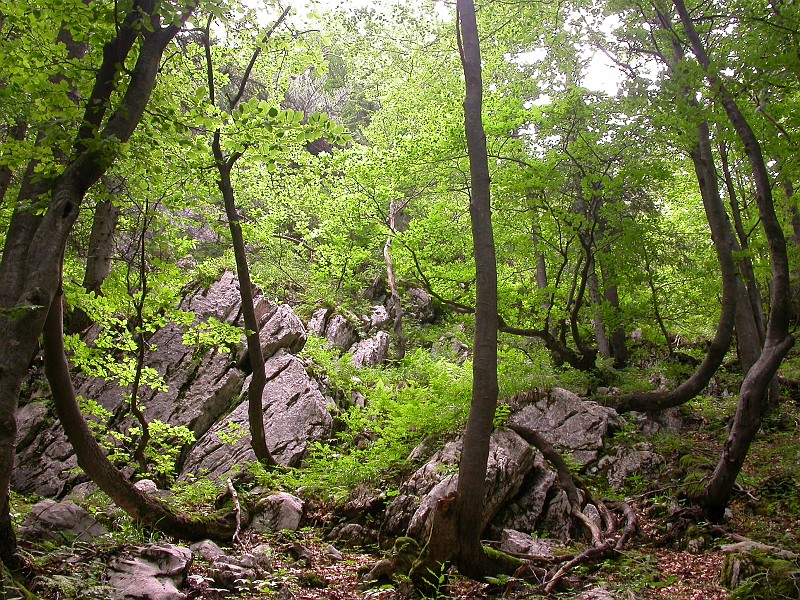 Climbing Mount Crna Prst 3.JPG